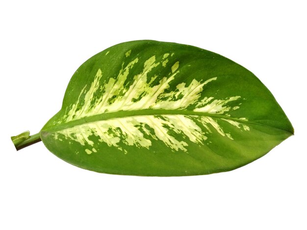 Aglaonema commutatum leaf Isolated on white background