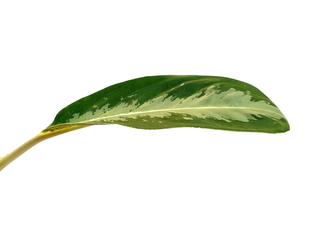 Aglaonema commutatum leaf on white background