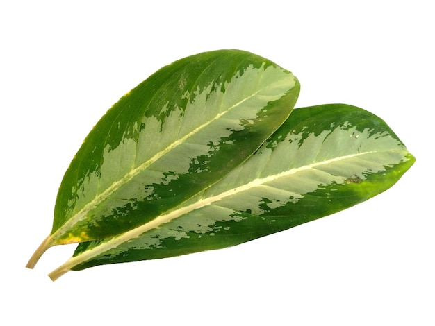 Aglaonema commutatum leaves on white background