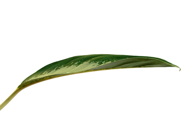 Aglaonema commutatum leaves on white background