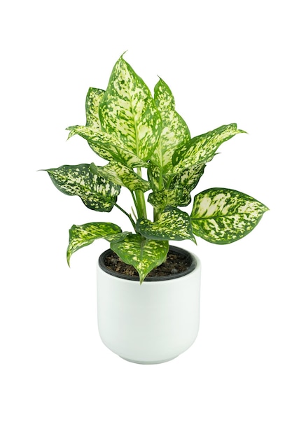 Aglaonema foliage in white pot Spring Snow Chinese Evergreen Exotic tropical leaf Chinese Evergreen plant house air purifying tree isolated on white background with clipping path