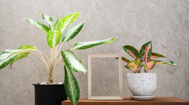 Aglaonema houseplant흰색 그림이 있는 현대적인 흰색과 검은색 세라믹 용기의 중국 상록수...