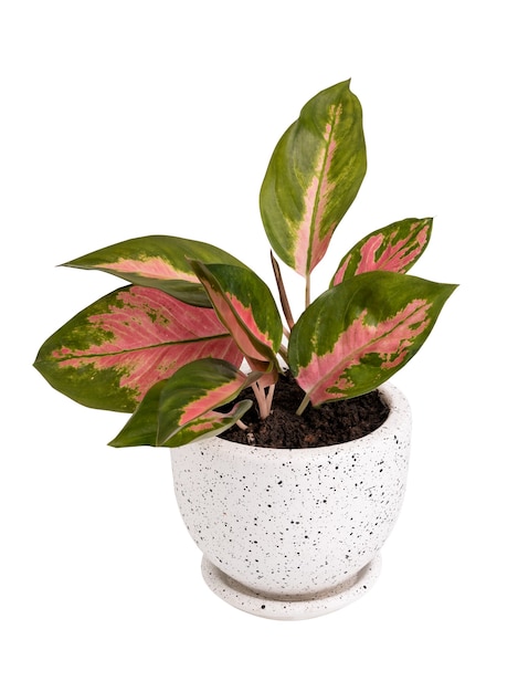 Aglaonema kamerplant (Chinees Evergreen) in moderne witte en zwarte keramische container geïsoleerd op wit met uitknippad