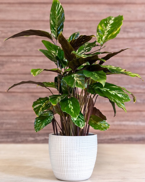 Aglaonema maria, chinese evergreen in de witte pot