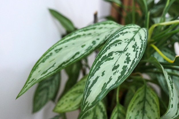 Aglaonema 관상용 식물 장식 집 꽃 자연 라이브 aglaonema 꽃