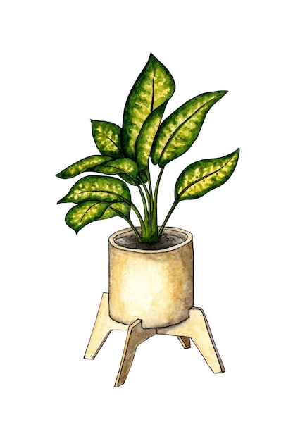 Aglaonema in a pot watercolor