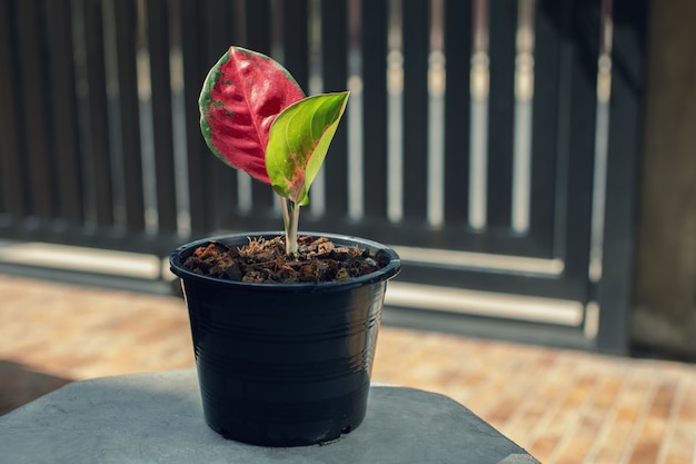 Aglaonema Super Red in a black plastic pot