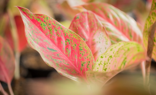 Aglaonema vertrekt