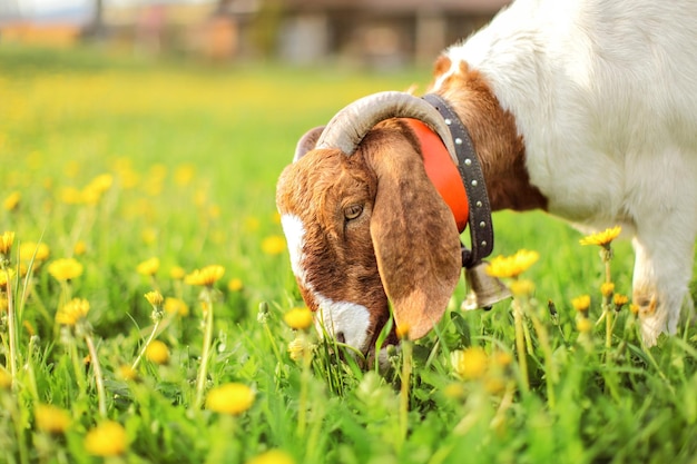 Aglo Nubian / boer goat male, bell on its neck, grazing at sun lit meadow full of dandelions