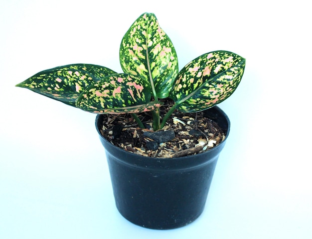 Aglonema Ruby Compacta with White Background