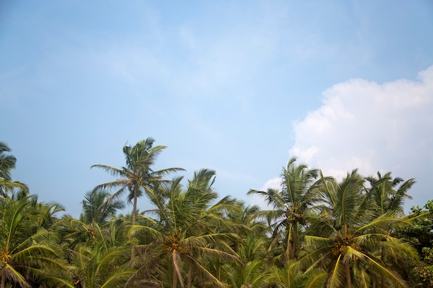 Agonda beach at Goa, India