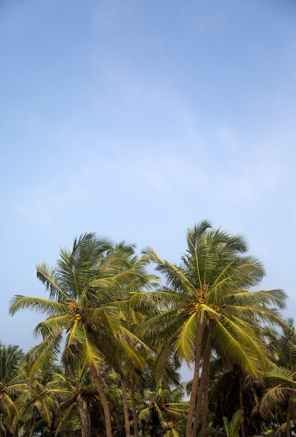 Agonda strand in Goa, India