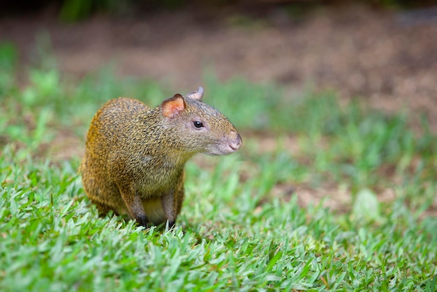 Agouti is een geslacht van zoogdieren van de orde van knaagdieren