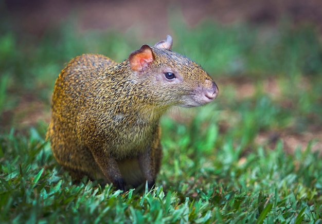 Agouti is a genus of mammals of the rodent order