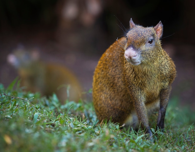 Agouti is a genus of mammals of the rodent order