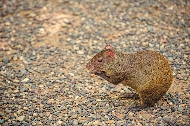 온두라스에서 앉아서 음식을 들고 있는 Agouti 설치류