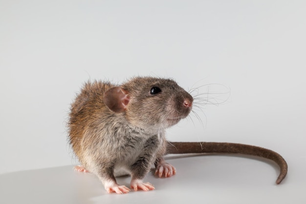 Agouticolored rat Knaagdier geïsoleerd op een grijze achtergrond Dierportret voor snijden