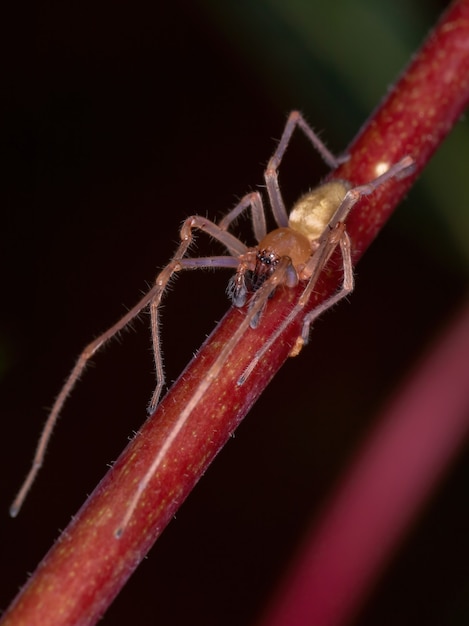 Ragno sacro agrario della specie cheiracanthium inclusum