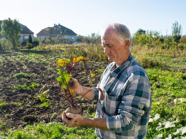 Agrarisch concept. Boer die verse bietenwortel houdt. Biologische groenten oogsten