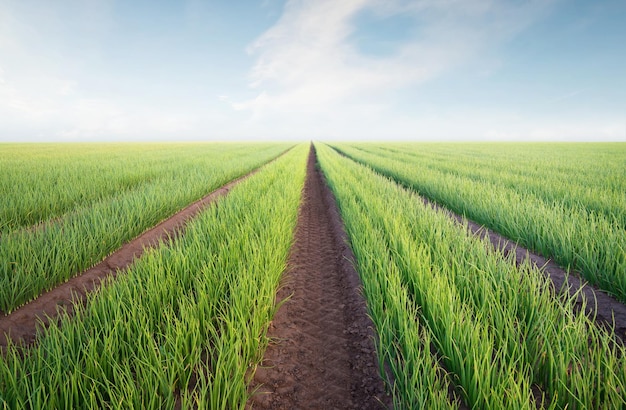 Agrarisch landschap in de zomer