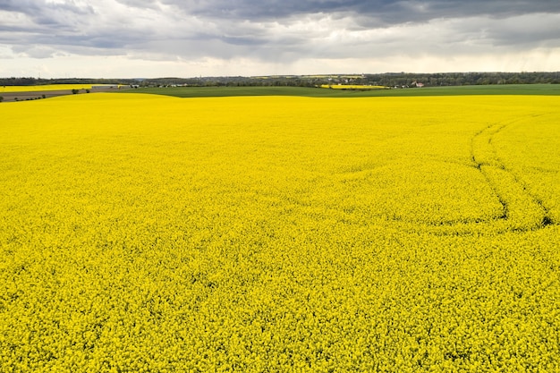 Foto agrarisch landschap van een koolzaadveld met lijn en zware wolken vóór regen