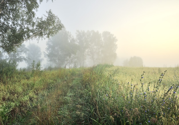 Agrarisch veld bij zonsopgang in de mist