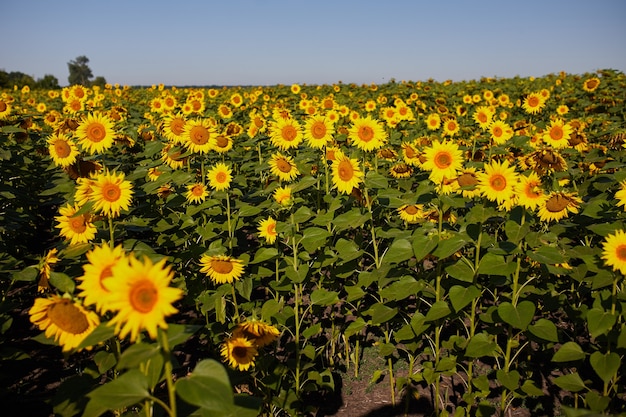 Agrarisch veld met gele bloeiende zonnebloemen tegen de blauwe lucht