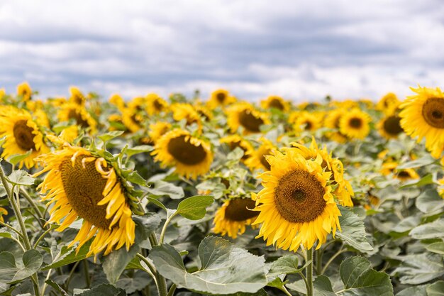 Agrarisch veld met gele zonnebloemen tegen de hemel met wolken Gouden zonsondergang