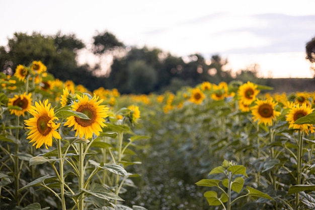 Agrarisch veld met gele zonnebloemen tegen de hemel met wolken Gouden zonsondergang