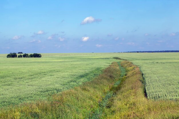 Agrarisch veld met gras en andere planten