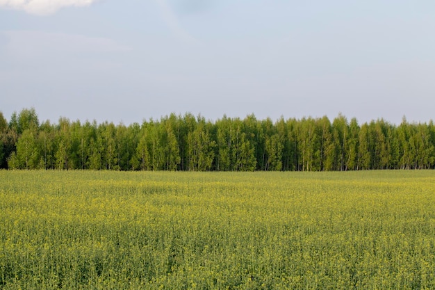 Agrarisch veld met gras en andere planten