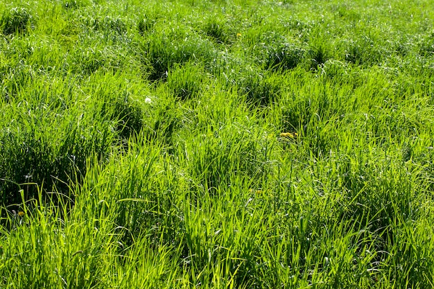 Agrarisch veld met gras en andere planten