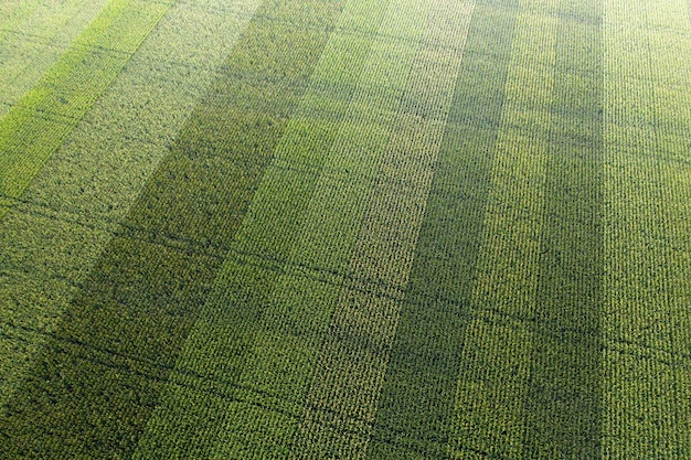 Agrarisch veld met maïs. Verse groene succulente gecultiveerde plant. Uitzicht vanaf de drone.