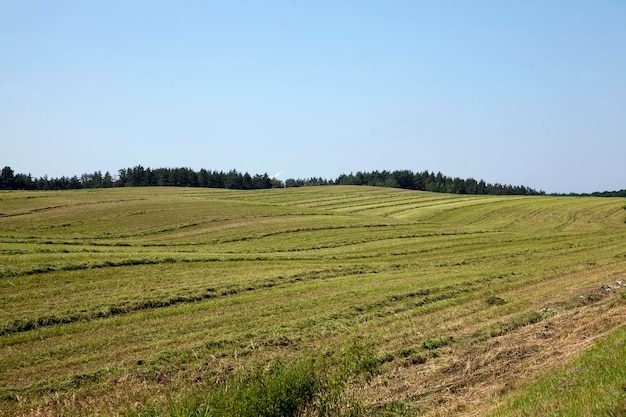 Agrarisch veld met rijpe goudgele granen