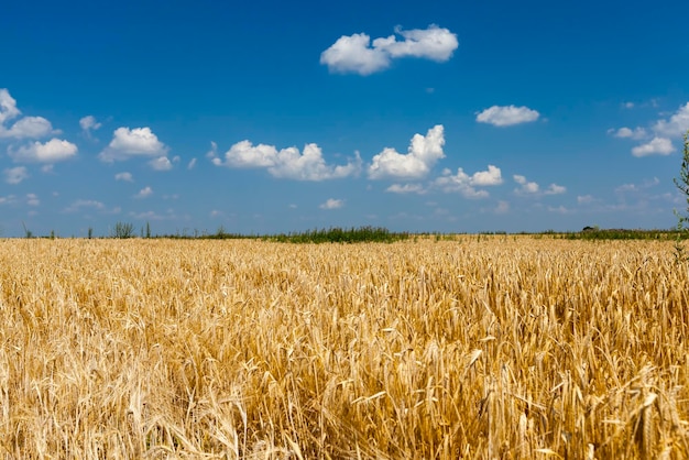 Agrarisch veld met rijpe goudgele granen