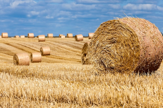 Agrarisch veld met stapels roggestro