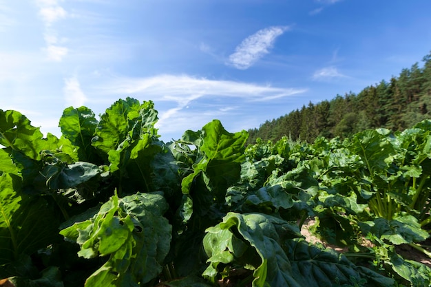 Agrarisch veld met toppen van groene bieten