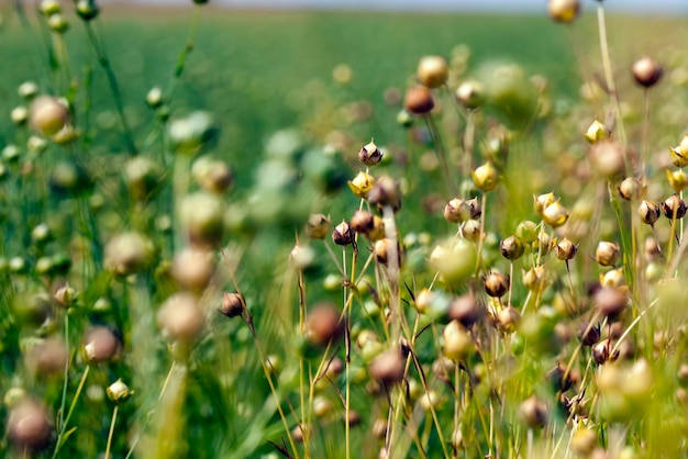 Agrarisch veld met vlasplanten