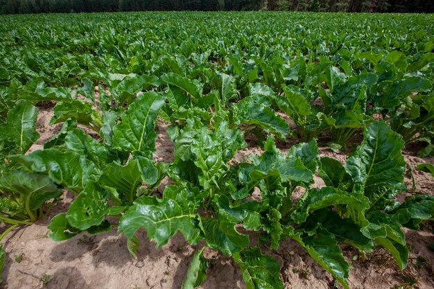 Agrarisch veld waar bieten groeien voor voedselproductie