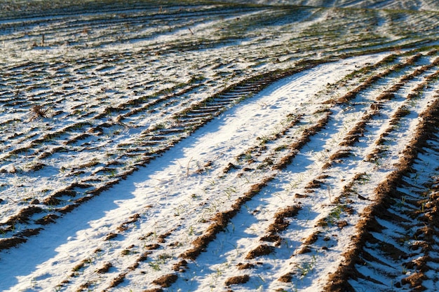 Agrarisch veld waar graanrogge wordt verbouwd, winterrogge in het winterseizoen in de sneeuw