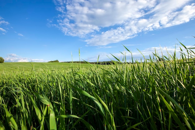 Agrarisch veld waar graantarwe wordt verbouwd