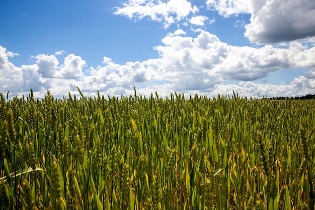 Agrarisch veld waar graantarwe wordt verbouwd