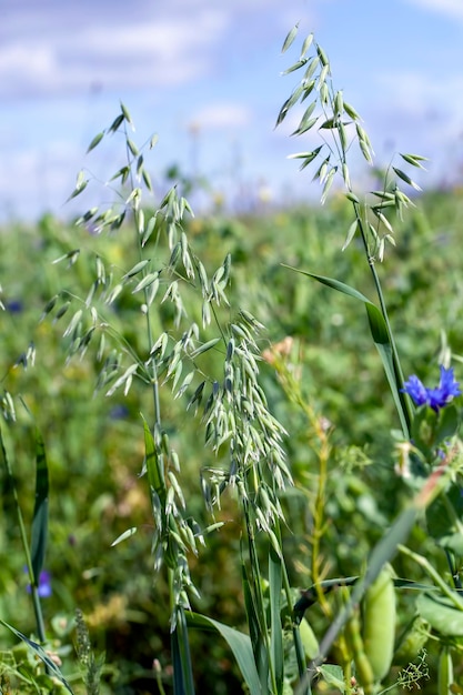 Agrarisch veld waar groene erwten worden verbouwd industriële teelt van groene erwten voor voedselproductie