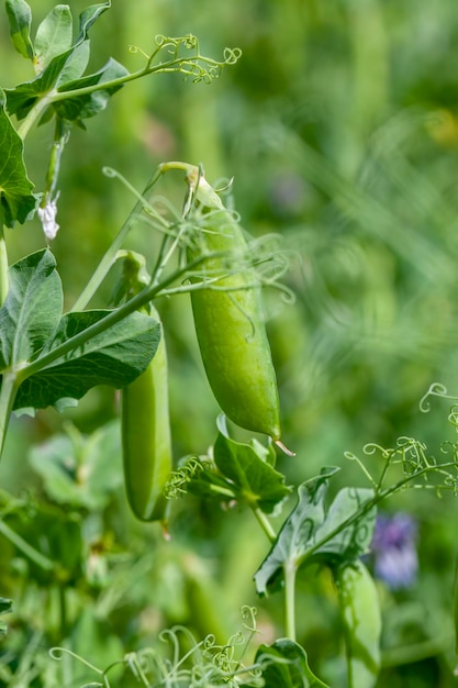 Agrarisch veld waar groene erwten worden verbouwd