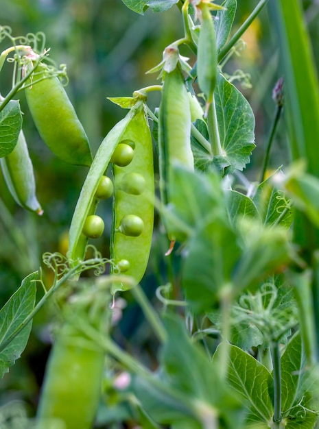 Agrarisch veld waar groene erwten worden verbouwd