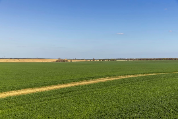 Agrarisch veld waar groene onrijpe tarwe groeit