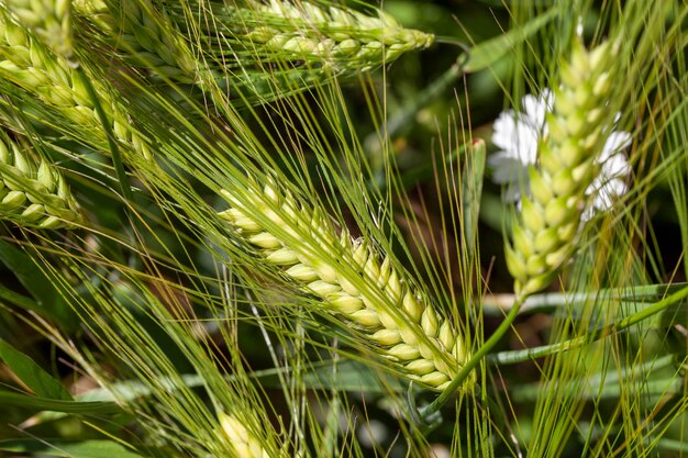 Agrarisch veld waar groene onrijpe tarwe groeit