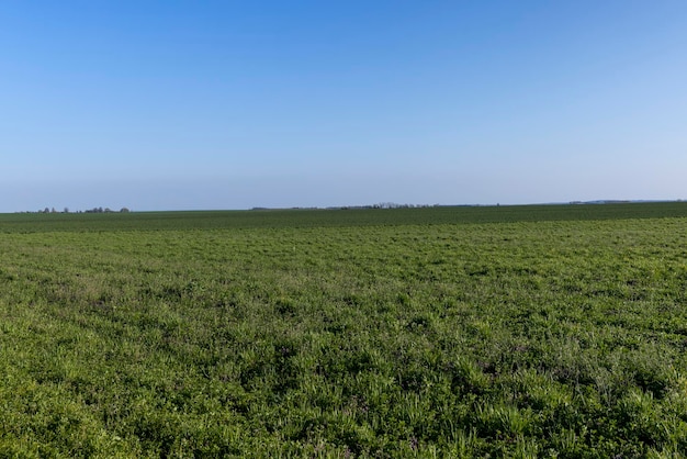 Agrarisch veld waar groene onrijpe tarwe groeit