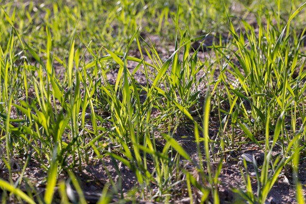 Agrarisch veld waar groene onrijpe tarwe groeit