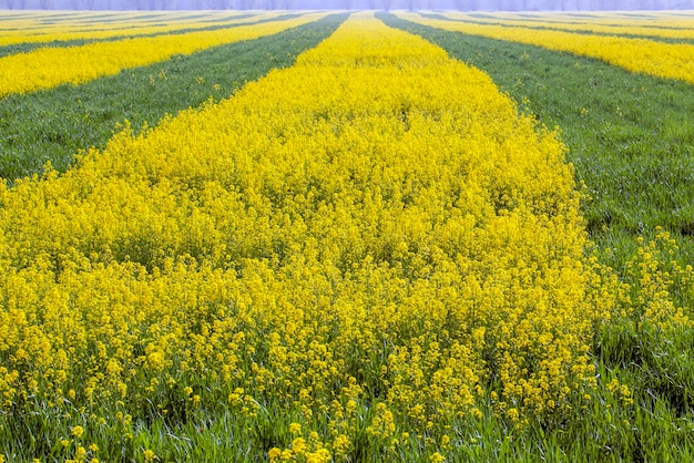 Agrarisch veld waar koolzaad wordt verbouwd bloeiend koolzaad tijdens de bloei op landbouwgronden